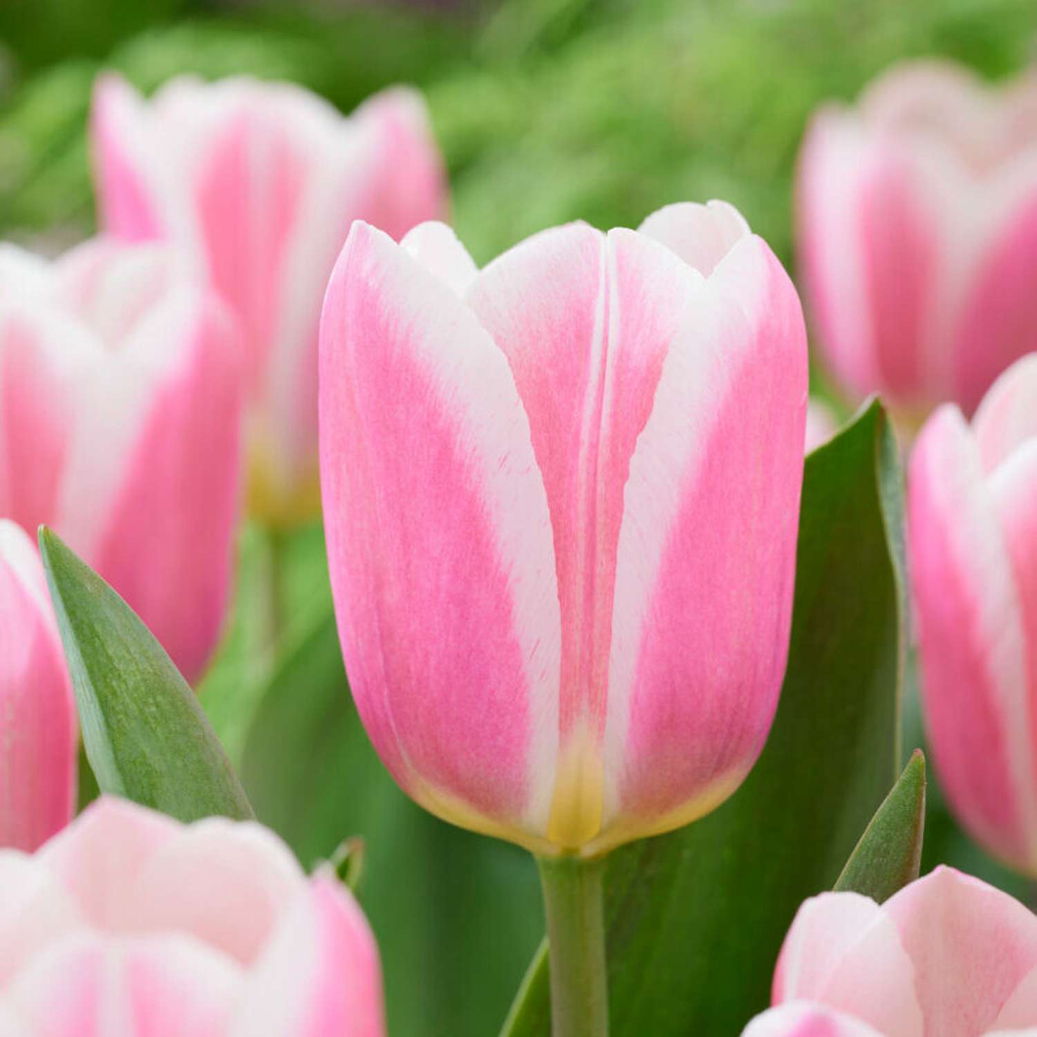 Tulppaani 'Mandy's Choice'